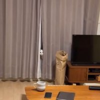 カーテンからのぞく猫