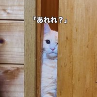 引き戸を開けようとするクリーム茶トラ猫