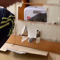障子の紙に手を入れる猫