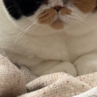 大人になった猫