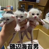 白黒の子猫たち
