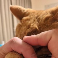 マッサージしてもらう猫