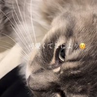 「可愛くてなにより」のテロップ写真