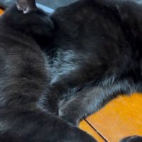 黒猫のおしりにくっつくもう1匹の黒猫
