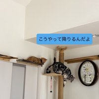 子猫に下り方を見せるアメリカンショートヘア