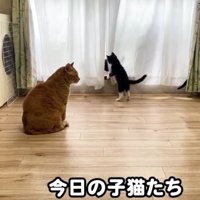 室内にいる猫