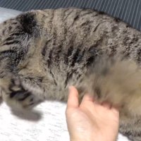 寝ている猫
