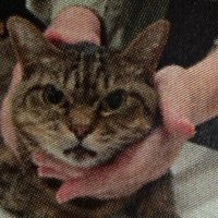 怒る猫2