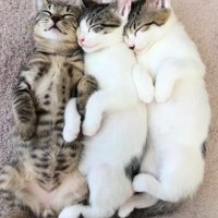 熟睡する3匹の猫