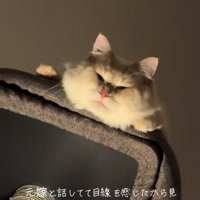 キャットタワーの上から顔を出す猫（ややヒキ）