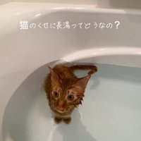 お風呂に入っている猫