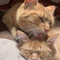 ペロペロなめる猫となめられる子猫