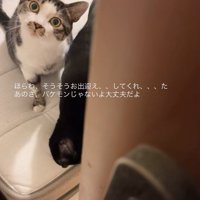 飼い主を見つめる猫とうつむく猫