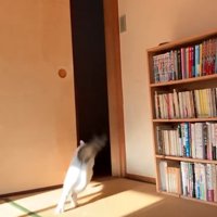 扉へと向かう猫