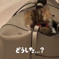 背中を向ける猫