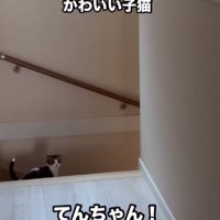 振り返る子猫