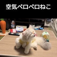 後ろ足で体を掻きながら舌をぺろぺろするミヌエット