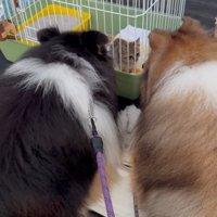ケージ越しに犬と対面する子猫2