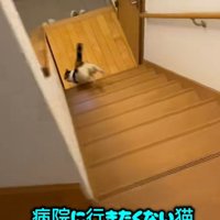 家の階段をかけおりるミケ猫