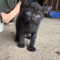 コンクリートの上に立っている子猫