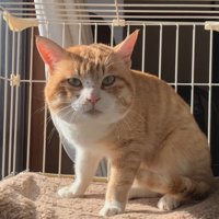 ケージの中で座る猫