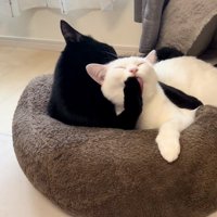 舐める猫