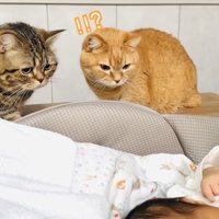 赤ちゃんの動きに驚く2匹のマンチカン