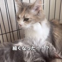 ママ猫の体をグルーミングする子猫
