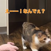 部屋の中へ歩いていく三毛猫