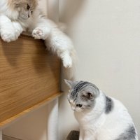 キャットタワーでくつろぐ長毛猫（クリーム）と登れなくてうつむく猫