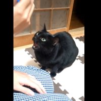 なく黒猫