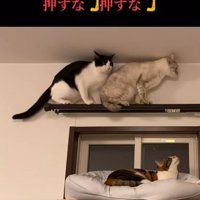 カーテンレールに乗る2匹の猫