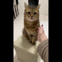 再度前足を叩いて催促