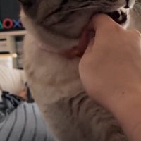 指を噛む猫