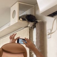 猫の写真を撮る人