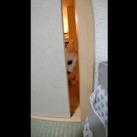 ふすまのすき間から覗く猫
