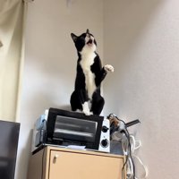 左前足を少し上げながら口を開けている猫