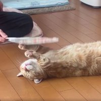 寝転がる猫