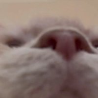 カメラから離れる猫の顔