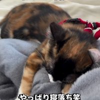タオルケットの上で眠る子猫