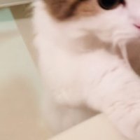 バスタブに両手をついて入浴中の飼い主さんを見るミヌエット