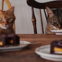 テーブルにいる猫たち