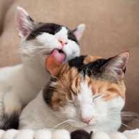 三毛猫の毛づくろいをしている白黒猫