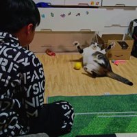 キャッチボールをする男の子と猫