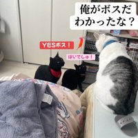座っている猫とそれを見ている2匹の猫