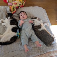 赤ちゃん2匹の猫