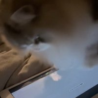 ネズミが消えて驚く猫