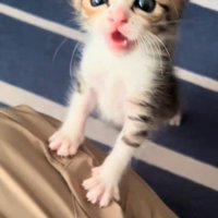 人の足に前足をかけて立つ子猫