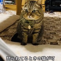 飼い主に叱られるキジトラ猫
