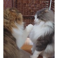 喧嘩している猫